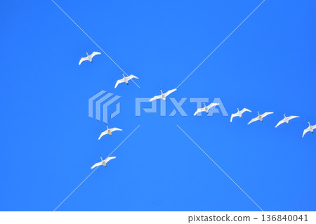 Blue sky and swan Blue sky and swan 136840041