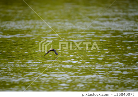 一隻藍尾雨燕高速飛過湖面。 一隻藍尾雨燕高速飛過湖面。 136840075
