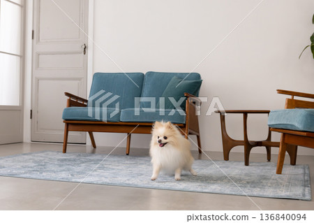 博美犬在客廳玩耍 博美犬在客廳玩耍 136840094
