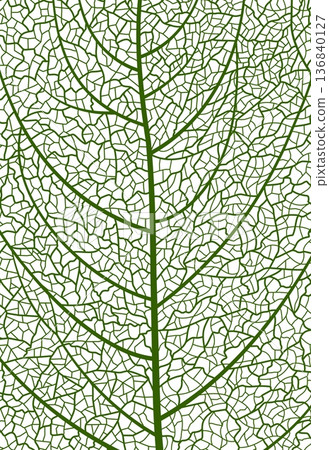 Closeup green tree leaf veins pattern, vector textured background of cells. Vector green tree leaf organic texture. Science or eco environment bg, textile print. Macro view of green natural leaves 136840127