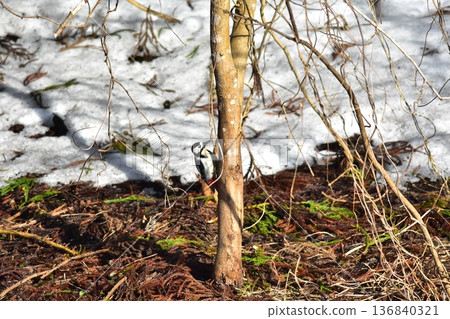 Wild bird Akagera Wild bird Akagera 136840321