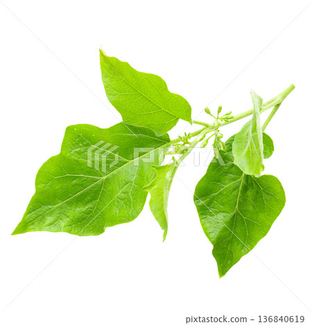 Pea Eggplants or turkey berry isolated over white background Pea Eggplants or turkey berry isolated over white background 136840619