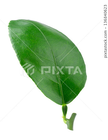 Citrus leaves isolated on a white background Citrus leaves isolated on a white background 136840623