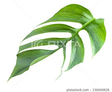 Closeup focus to Fresh leaf of Epipremnum Pinnatum Cebu Blue isolated on white background Closeup focus to Fresh leaf of Epipremnum Pinnatum Cebu Blue isolated on white background 136840626