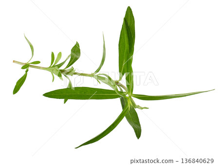 Fresh tarragon herbs, Tarragon herbs close up isolated on white background Fresh tarragon herbs, Tarragon herbs close up isolated on white background 136840629