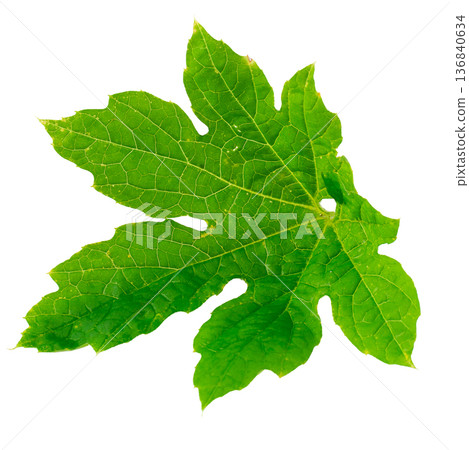 Single a green leaf of tomato isolated on white background Single a green leaf of tomato isolated on white background 136840634