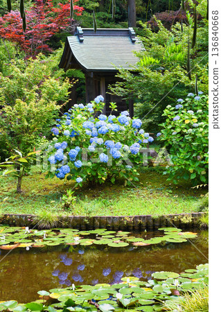 本道寺：弁天池、睡蓮、弁天堂和繡球花（千葉縣松戶市） 136840668