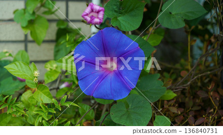 Blue Morning Glory in Outdoor Garden Blue Morning Glory in Outdoor Garden 136840731
