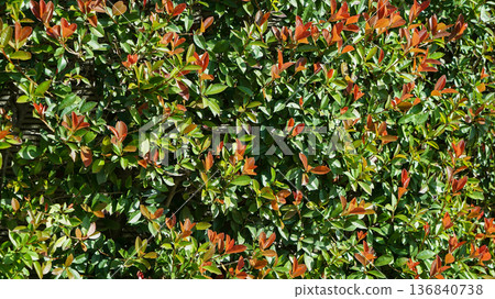 Photinia glabra tree 136840738