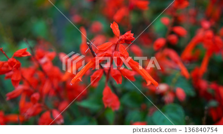 Macro Photograph of Red Salvia splendens Flowers 136840754