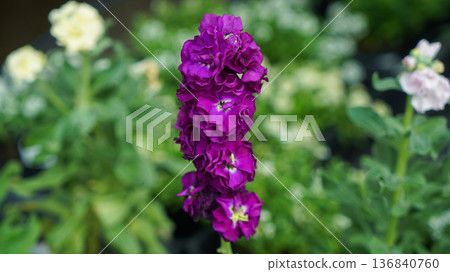 Purple Matthiola incana Stock Flowers in a Garden Purple Matthiola incana Stock Flowers in a Garden 136840760