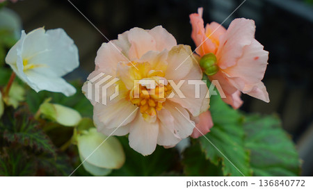 Macro photo of begonia flower Macro photo of begonia flower 136840772