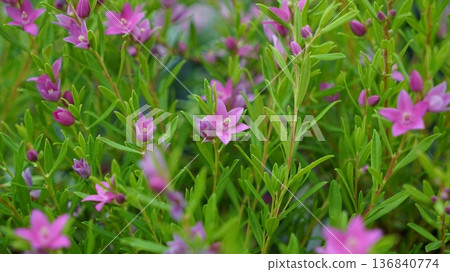 pink flower of Crowea exalata 136840774