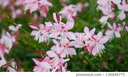 Pink Gaura Flowers in the Garden Pink Gaura Flowers in the Garden 136840775