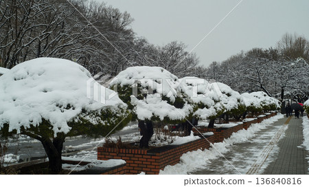 A snowy park trail planted with ornamental pine trees A snowy park trail planted with ornamental pine trees 136840816