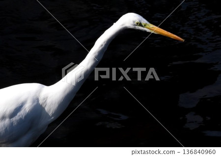 great egret looking for prey 136840960
