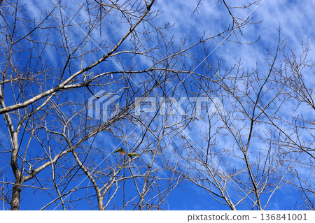 Blue winter sky and cherry blossom branches waiting for spring 136841001