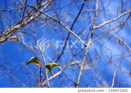 Blue winter sky and cherry blossom branches waiting for spring Blue winter sky and cherry blossom branches waiting for spring 136841002