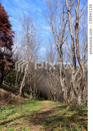 Winter path lined with cherry blossom trees Winter path lined with cherry blossom trees 136841158