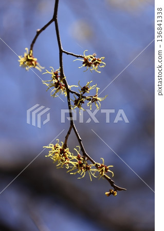Nature Plants Witch Hazel, mid-February. Several flowers bloom at the ends of the branches. Nature Plants Witch Hazel, mid-February. Several flowers bloom at the ends of the branches. 136841338
