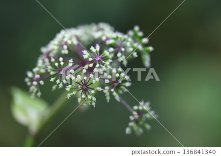 Rain-soaked Nodake flowers 136841340