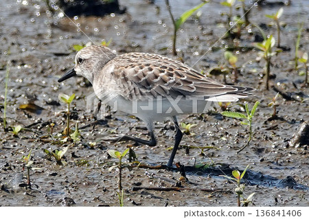 本年 本年 136841406