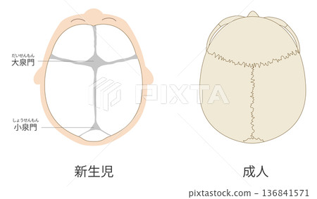 解剖學插圖比較了嬰兒和成人顱骨發育的差異 136841571