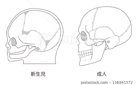 Black and white line drawing of an anatomical illustration comparing the differences in skull development between infants and adults Black and white line drawing of an anatomical illustration comparing the differences in skull development between infants and adults 136841572