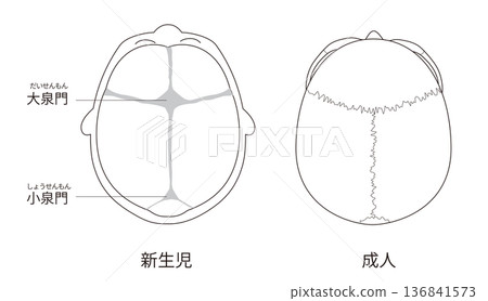 黑白線條畫,解剖圖,比較嬰兒和成人顱骨發育的差異 黑白線條畫,解剖圖,比較嬰兒和成人顱骨發育的差異 136841573