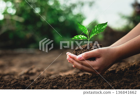 person is holding a small plant in their hand 136841662