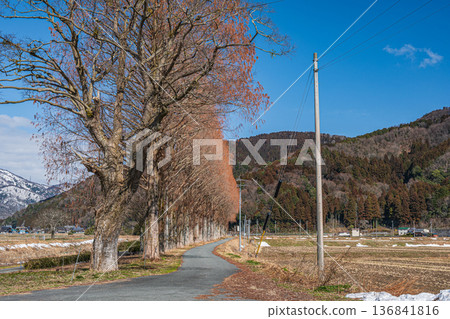 滋賀縣高島市牧野町千內川沿岸的水杉樹 136841816
