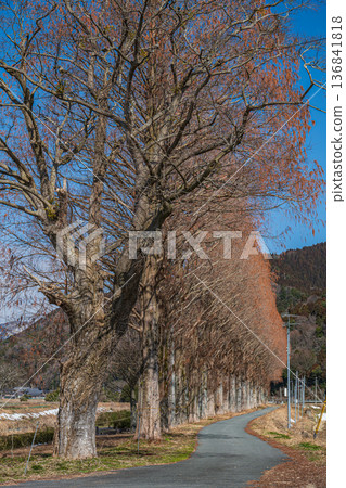 Metasequoia trees along the Chiuchi River in Makino Town, Takashima City, Shiga Prefecture Metasequoia trees along the Chiuchi River in Makino Town, Takashima City, Shiga Prefecture 136841818