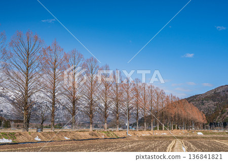 Metasequoia trees along the Chiuchi River in Makino Town, Takashima City, Shiga Prefecture Metasequoia trees along the Chiuchi River in Makino Town, Takashima City, Shiga Prefecture 136841821