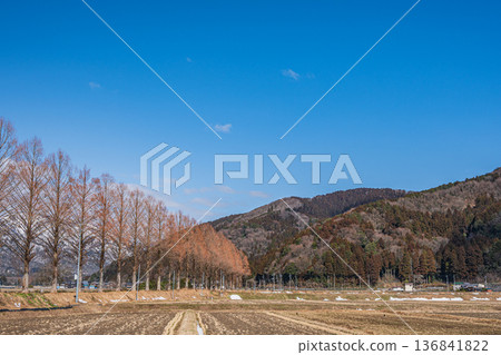 滋賀縣高島市牧野町千內川沿岸的水杉樹 滋賀縣高島市牧野町千內川沿岸的水杉樹 136841822