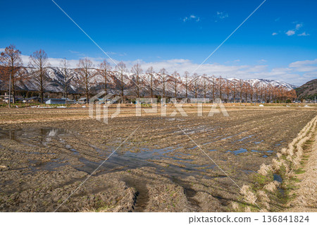 Metasequoia trees along the Chiuchi River in Makino Town, Takashima City, Shiga Prefecture Metasequoia trees along the Chiuchi River in Makino Town, Takashima City, Shiga Prefecture 136841824