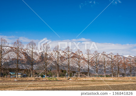 Metasequoia trees along the Chiuchi River in Makino Town, Takashima City, Shiga Prefecture 136841826
