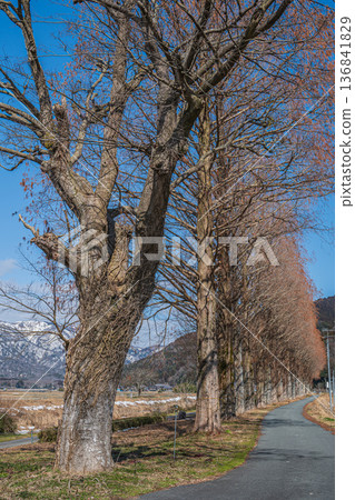 滋賀縣高島市牧野町千內川沿岸的水杉樹 136841829