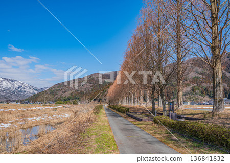滋賀縣高島市牧野町千內川沿岸的水杉樹 136841832