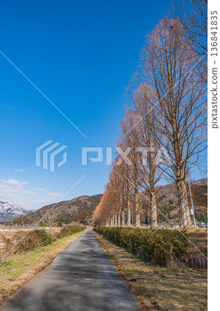 Metasequoia trees along the Chiuchi River in Makino Town, Takashima City, Shiga Prefecture 136841835
