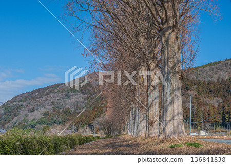 Metasequoia trees along the Chiuchi River in Makino Town, Takashima City, Shiga Prefecture Metasequoia trees along the Chiuchi River in Makino Town, Takashima City, Shiga Prefecture 136841838