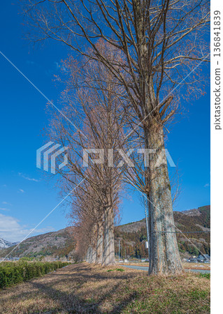 Metasequoia trees along the Chiuchi River in Makino Town, Takashima City, Shiga Prefecture Metasequoia trees along the Chiuchi River in Makino Town, Takashima City, Shiga Prefecture 136841839
