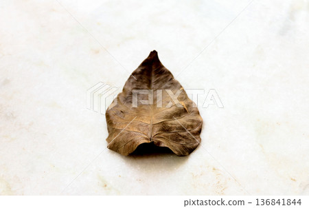 Close-Up of a Dry Brown Leaf on Light Surface Close-Up of a Dry Brown Leaf on Light Surface 136841844