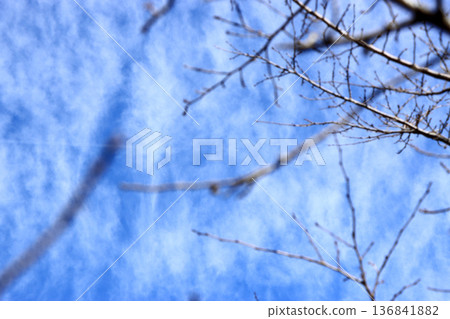 Winter blue sky and dead trees Winter blue sky and dead trees 136841882