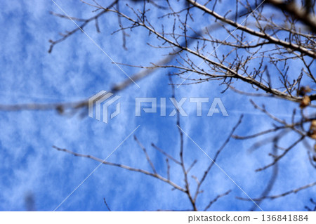 Winter blue sky and dead trees Winter blue sky and dead trees 136841884