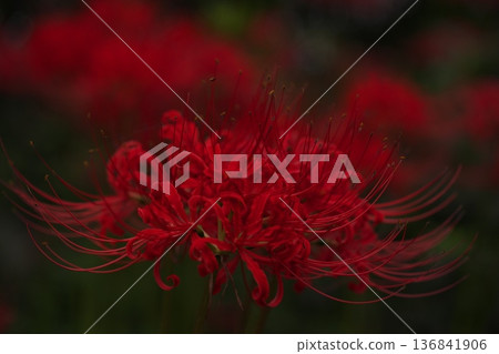 靜岡縣富士宮市高德寺的簇生朱頂紅 3 136841906