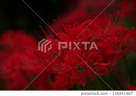 Cluster amaryllis at Kotokuji Temple in Fujinomiya City, Shizuoka Prefecture 2 Cluster amaryllis at Kotokuji Temple in Fujinomiya City, Shizuoka Prefecture 2 136841907