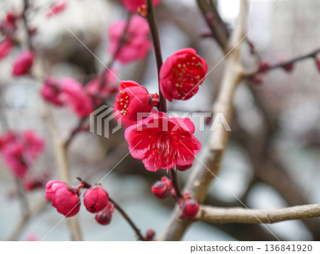 紅梅花 紅梅花 136841920