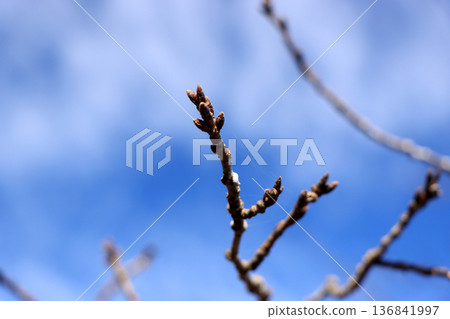 櫻花等待春天的花蕾 櫻花等待春天的花蕾 136841997