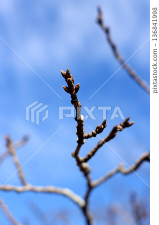 The bud of cherry blossoms waiting for spring The bud of cherry blossoms waiting for spring 136841998