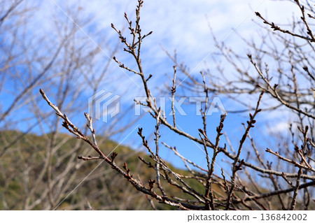 The bud of cherry blossoms waiting for spring The bud of cherry blossoms waiting for spring 136842002